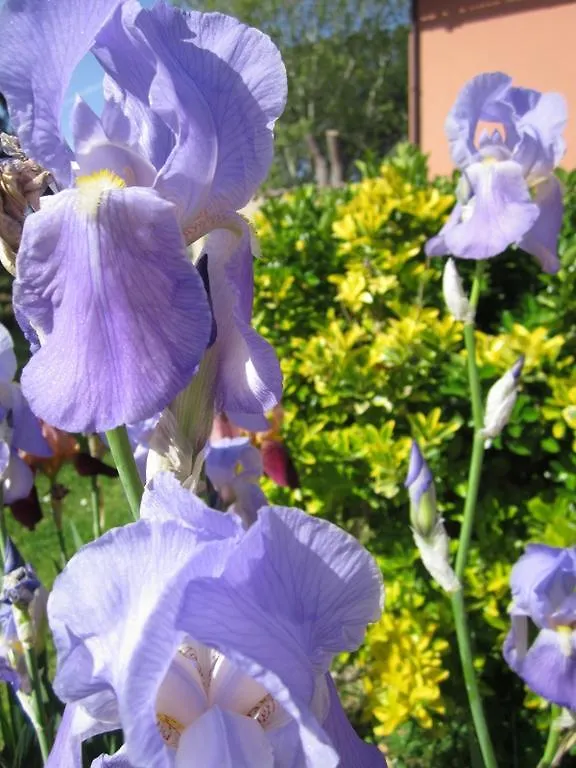 Il Casale Dell'Ara Delle Rose B&B 罗马