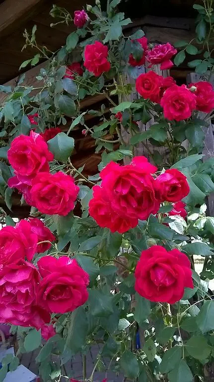 Il Casale Dell'Ara Delle Rose B&B 罗马 住宿加早餐酒店