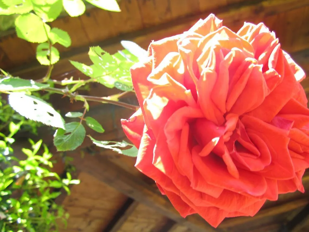 Il Casale Dell'Ara Delle Rose B&B Rome 0*,  Italy